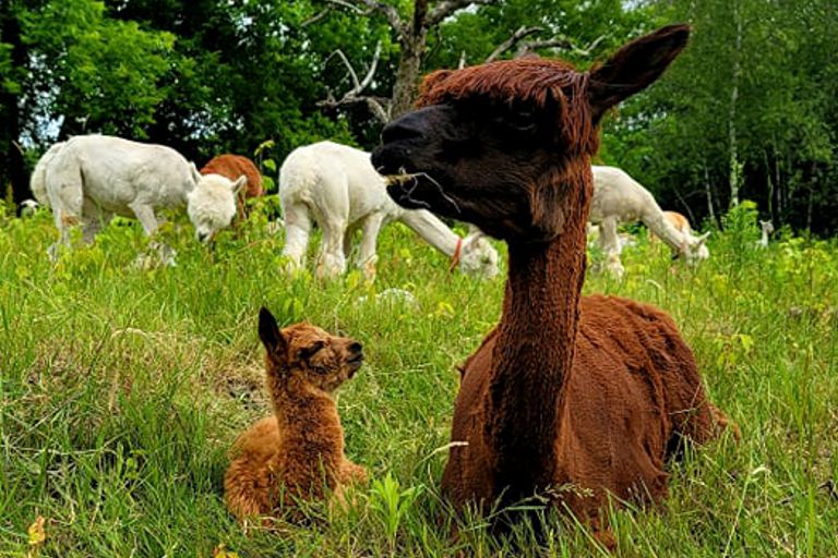 Yoga-parent-enfant