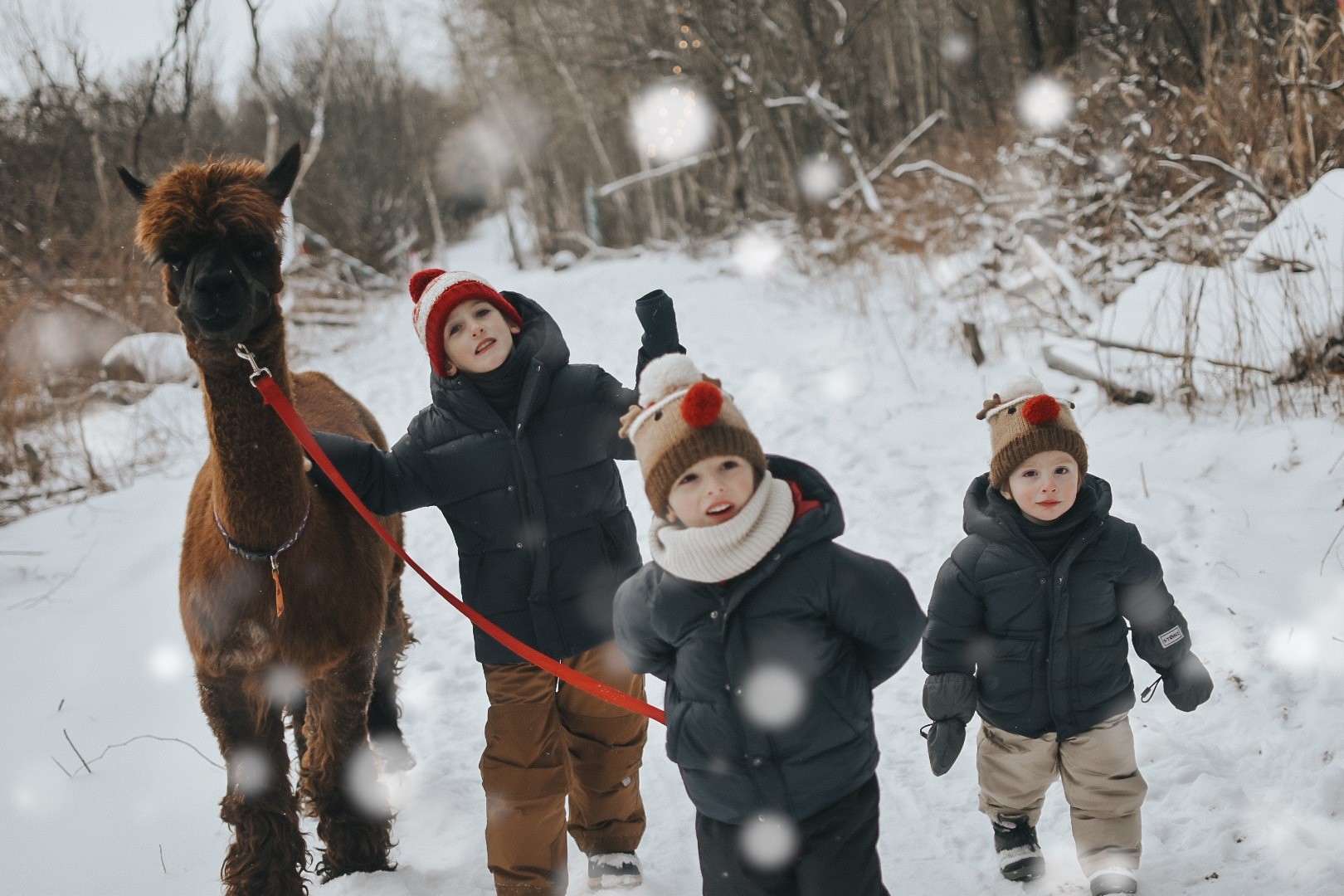 Balade Hiver Famille Alpaga Alpagas du Domaine Poissant