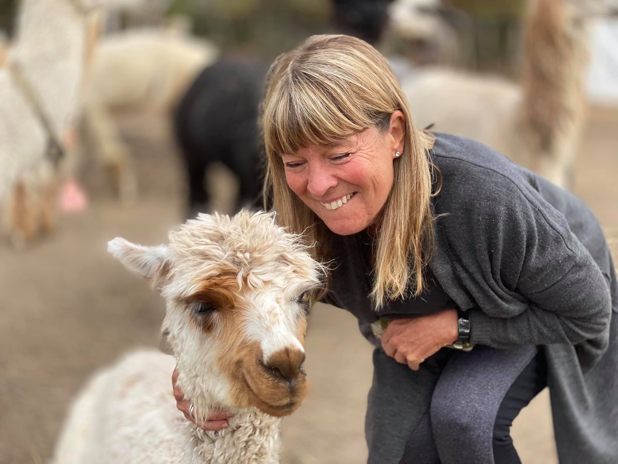 Visite guidée de la ferme Alpagas du Domaine Poissant